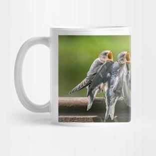 Baby Barn Swallows waiting to be fed Mug